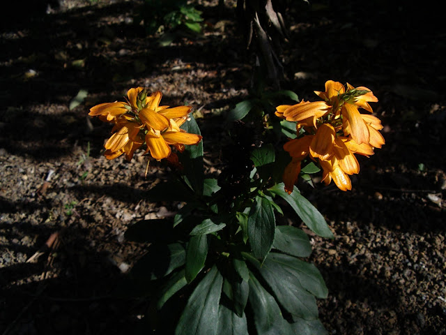 Digitalis canariensis