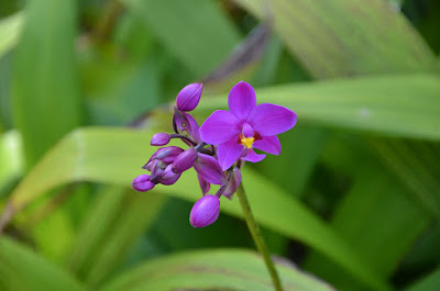 Spathoglottis plicata care and culture