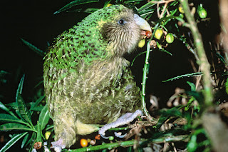 Trevor adlı kakapo bitki meyvelerini yerken