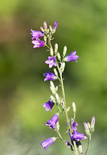 csomós harangvirág (Campanula glomerata)