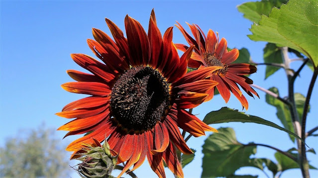 Ornamental Sunflower