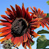 Sunshine In The Garden: Exploring The Charm Of Ornamental Sunflower