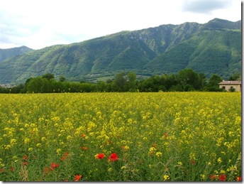 Papaveri Maggio 2010 097