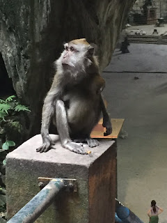 Macaque monkeys at the Batu caves.