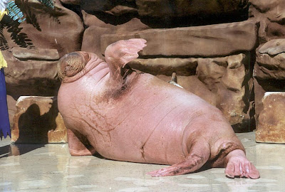 walrus hi five