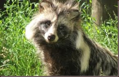 Amazing Animal Pictures Racoon Dog (6)