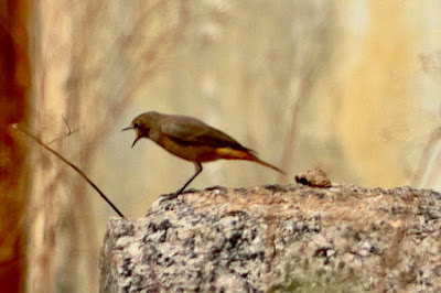 "Black Redstart - Phoenicurus ochruros , winter visitor."
