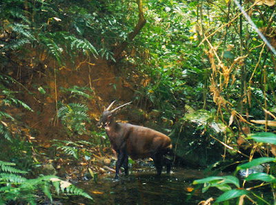 Rare and Endangered Asian Unicorn (aka Saola)