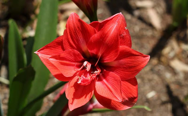 Amaryllis Flowers Pictures