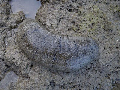 Sandfish sea cucumber (Holothuria scabra)