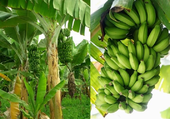 If Banana Fruit Does Not Have Seeds, Then How Does A New Plant Grow? | How Do Banana Trees Grow Without Seeds?