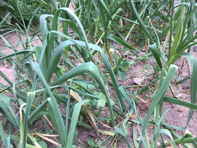 Garlic has very few problems with pests, but there are however two diseases which you may find  on your garlic crop Rust and White rot.
