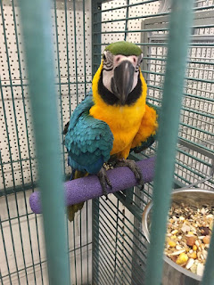 Blue and Gold macaws for sale