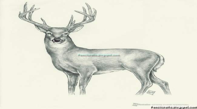 Whitetail Deer Skull Drawings