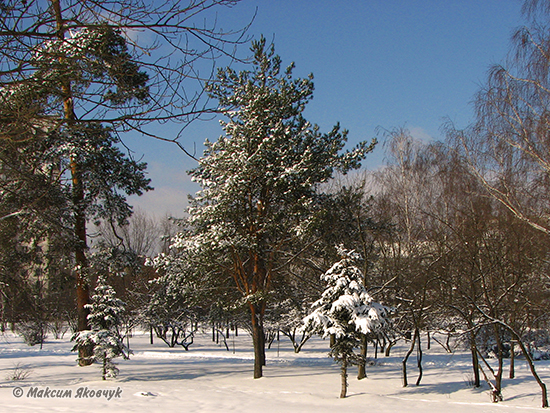 Фотограф Максим Яковчук: Зимовий парк «Кіото»