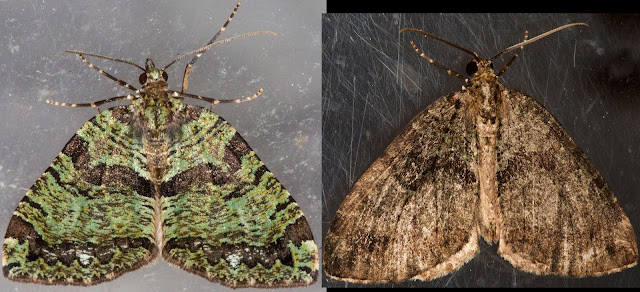 Two July Highflyers, Hydriomena furcata.  Jubilee Country Park, 6 July 2012.