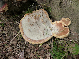 Fomitopsis pinicola - Polypore pinicole - Polypore marginé