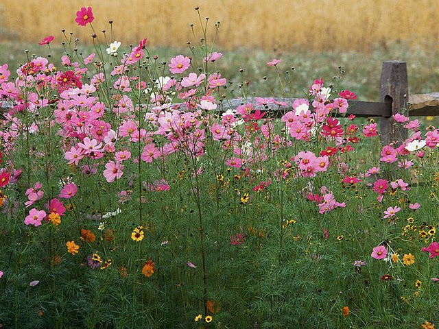 Amazing Flowers from India