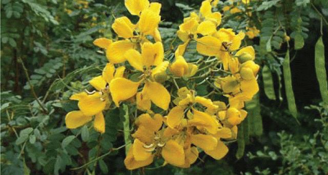 Benefits of Sonal Mukhi plant