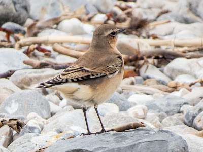 Wheatear at Lyme Regis © Roger Boswell.