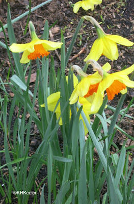 daffodils