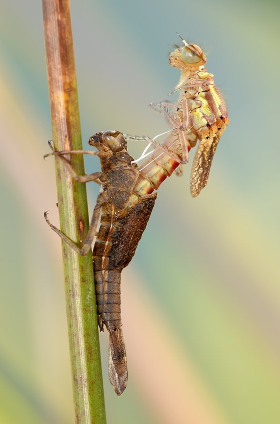 Insectos Sorprendentes