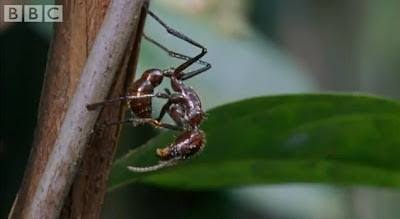 cordyceps unilateralis 8