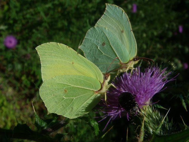 Gonepteryx rhamni