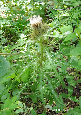 native thistle