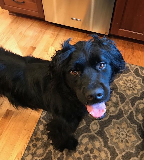 Welcome Woodrow (adopted)