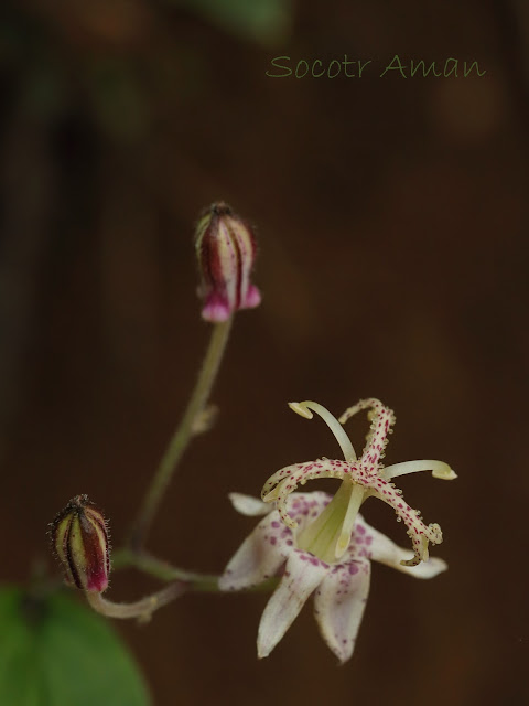 Tricyrtis macropoda