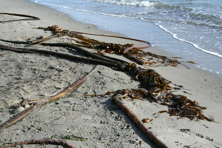 BEACHED BULL KELP