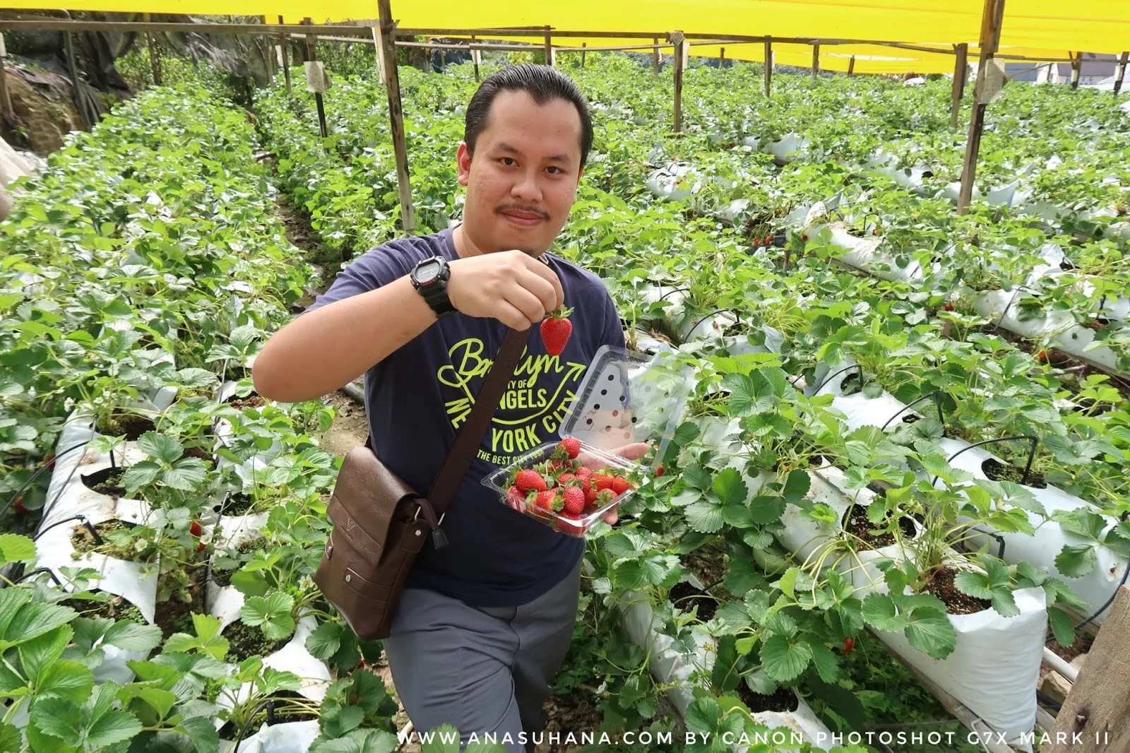 10 Tempat Menarik di Cameron Highlands Wajib Singgah