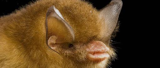 Cuban Greater Funnel-Eared Bat image, rare animal