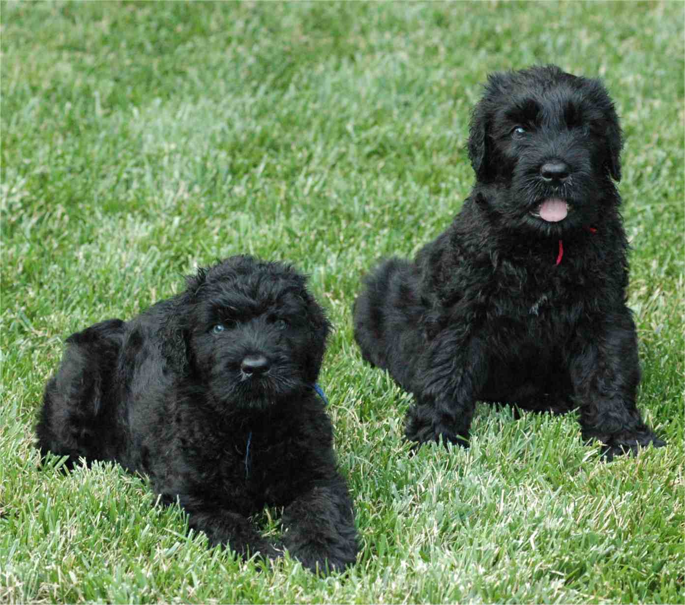 About Dog Black Russian Terrier