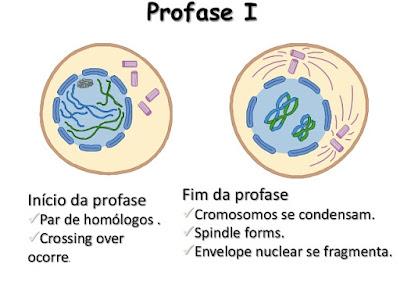 Pembelahan Meiosis (Pembelahan Reduksi) 