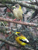 Evening Grosbeak pair – Souris area, PEI – May 8, 2017 – Sandra Meade