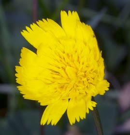 Lesser Hawkbit, Leontodon saxatilis.  Lullingstone Country Park, 14 October 2011.