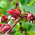 Manfaat Bunga Rosella 