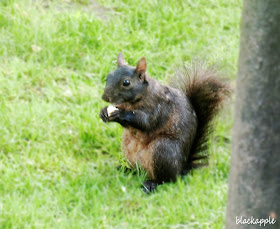 NYC_random shot_squirrel at City Hall Park