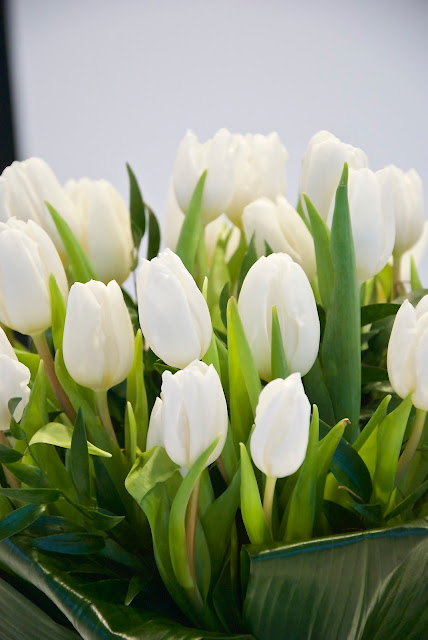 white tulips