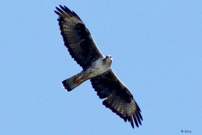 "Bonelli's Eagle - Aquila fasciata, in flight from below."