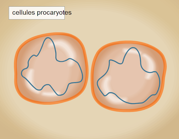 fission binaire