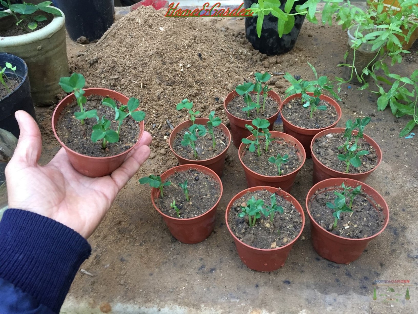 Thinning is necessary when seedlings are growing in a tight group, or there's more than one seedling growing in the seedling pot.