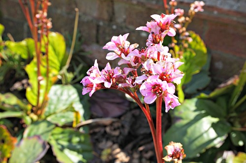 Pink flower