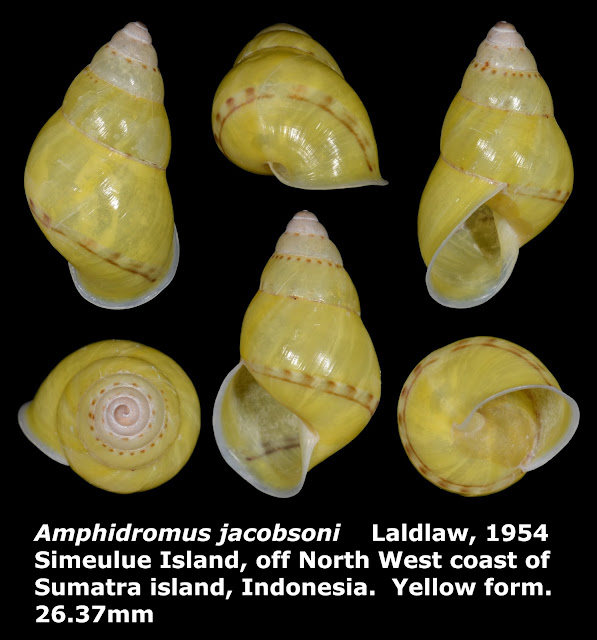 Amphidromus jacobsoni 26.37mm (Yellow)