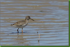 Slimbridge WWT - June