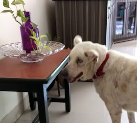 bozo, pet, dog, confused, money plant