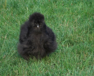 black silkie chicken