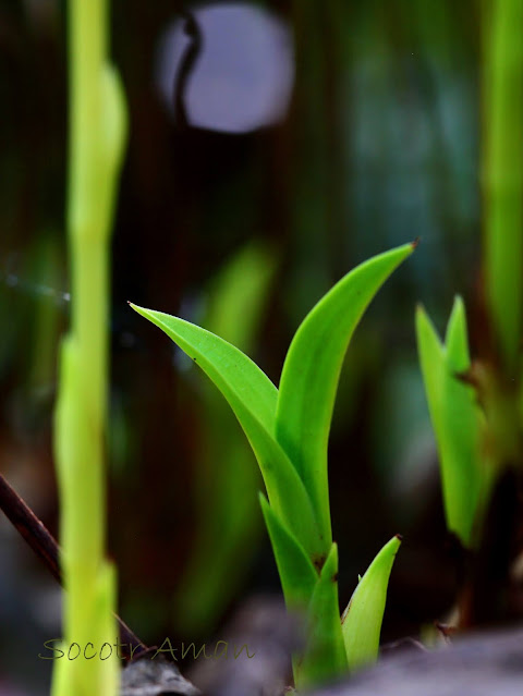 Cymbidium nipponicum